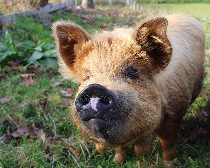 коричневая свинья, свинья, морда, нос, трава, HD обои