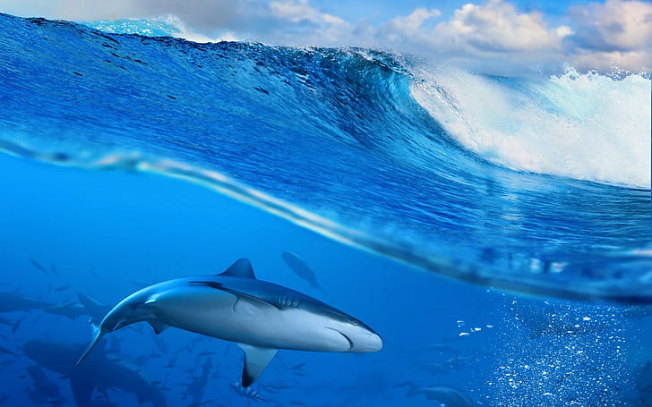 Акула в синем море, белая и синяя акула, океан, волна, синее, море, небо, Всплеск, акула, HD обои