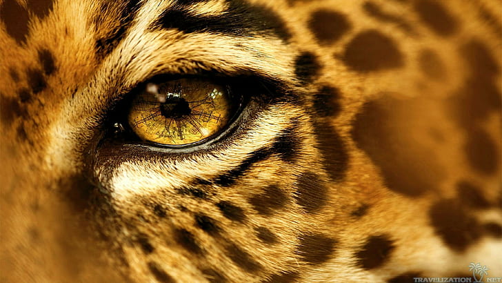 zwierzęta, oczy, jaguary, Tapety HD