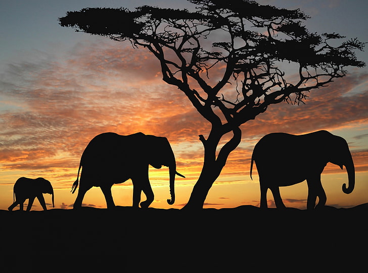 Elephant photo HD wallpapers free download | Wallpaperbetter