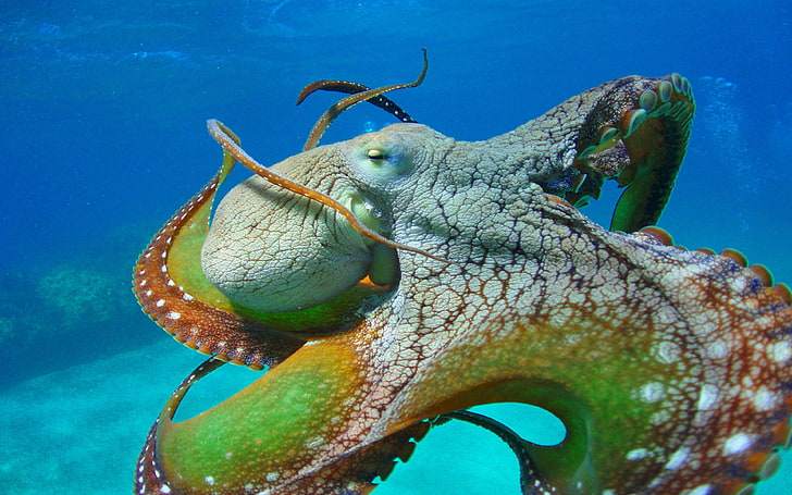 Octopus Tutup Warna Dari Tentakel Gurita Mata Wallpaper Hd Untuk Desktop, Wallpaper HD