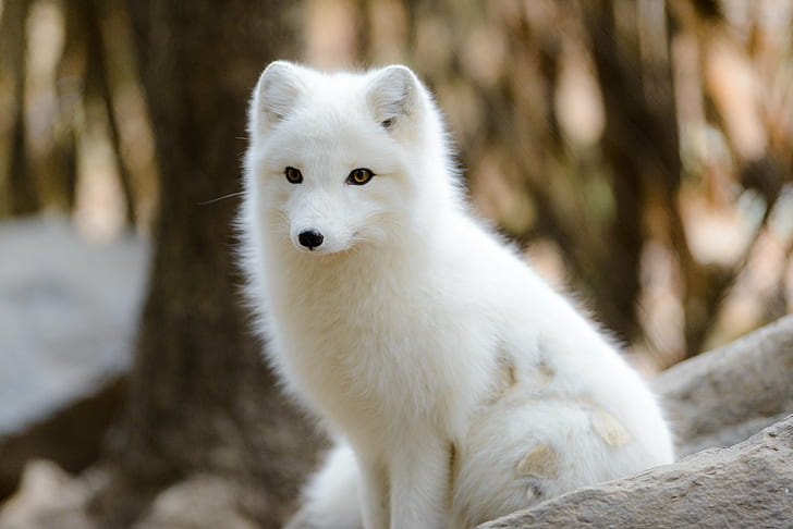 photo of long coated white dog, arctic fox, arctic fox, Arctic Fox, Sun, photo, long, coated, white dog, stone  zoo, massachusetts, arctic  fox, glow, animal, mammal, pets, nature, young Animal, cute, outdoors, HD wallpaper