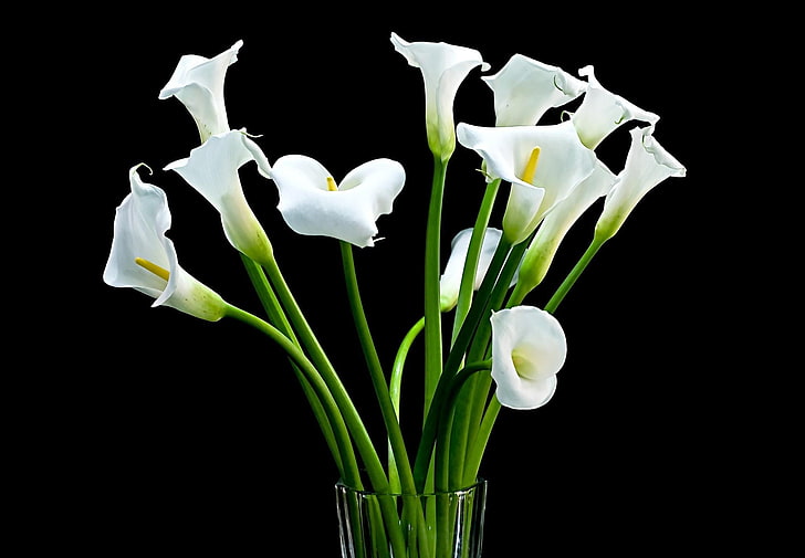 white calla lilies and clear glass vase, calla, bouquet, white, vase, black background, HD wallpaper
