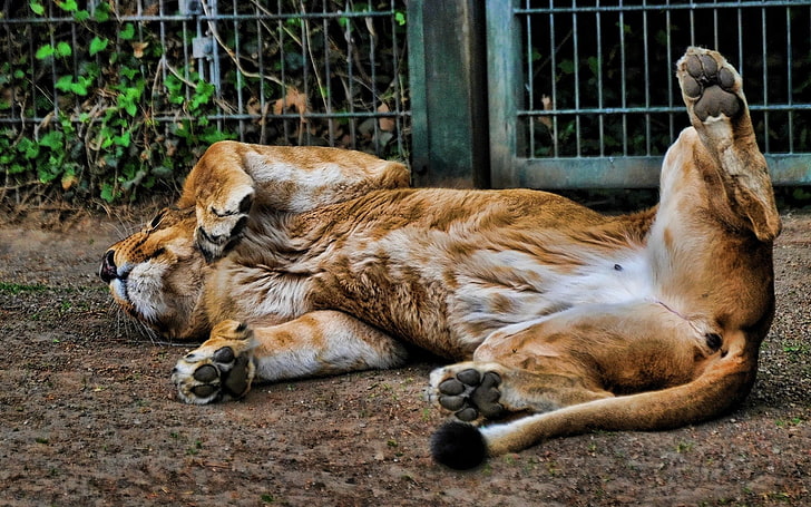 สิงโตผู้ใหญ่สิงโตนอนหลับตีลังกาสำรอง, วอลล์เปเปอร์ HD