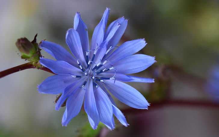 Blühen Sie Makro HD, purpurrote mit Blumenblättern bedeckte Blume, Natur, Blume, Makro, HD-Hintergrundbild