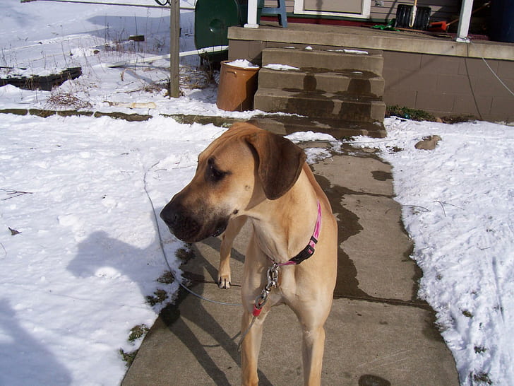 Stella 2, tan short coated dog, snow, great dane, animals, HD wallpaper