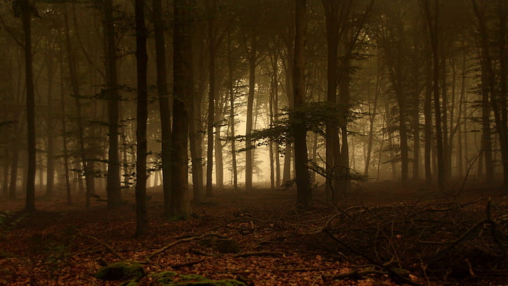 Pflanzen, Bäume, Landschaft, Wald, Nebel, HD-Hintergrundbild
