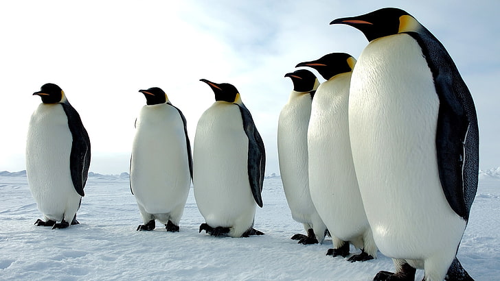 march of the penguins, animals, Movies, HD wallpaper