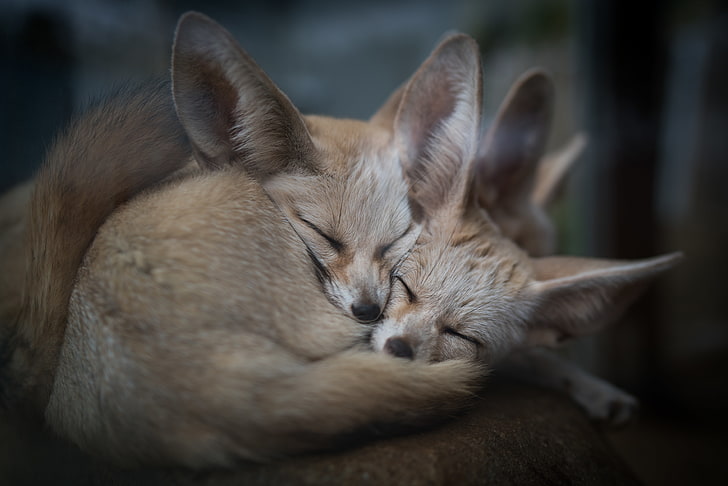 fennec fox, sleeping, cute, Animal, HD wallpaper