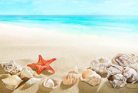ビーチ、砂、海、貝殻、 HDデスクトップの壁紙 HD wallpaper
