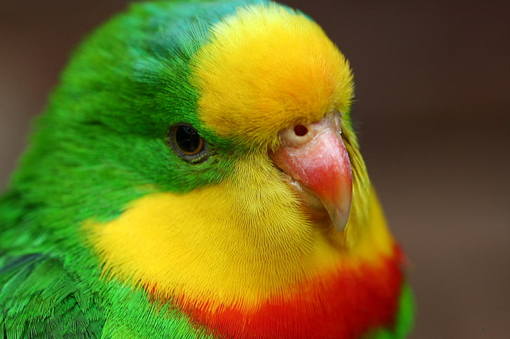 red-throated green parakeet, birds, bird, parrot, parrots, pretty, HD wallpaper