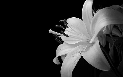꽃, 흑백, 백합, HD 배경 화면 HD wallpaper