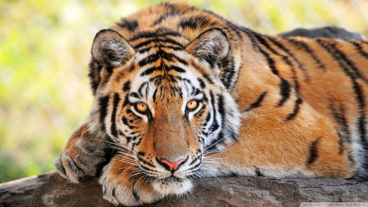 Красив млад тигър, бенгалски тигър, тигър, красив тигър, млад тигър, красив млад тигър, животни, HD тапет