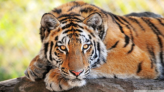 Tigre jovem bonito, tigre de Bengala, tigre, tigre bonito, jovem tigre, belo jovem tigre, animais, HD papel de parede HD wallpaper