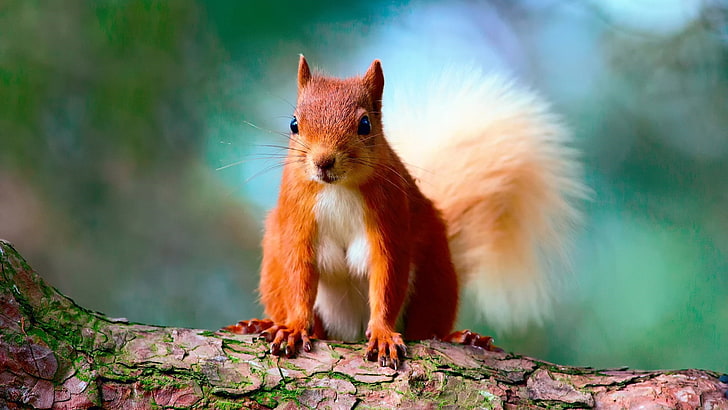 scoiattolo, fauna, mammifero, natura, carino, roditore, barba, scoiattolo rosso, carineria, Sfondo HD
