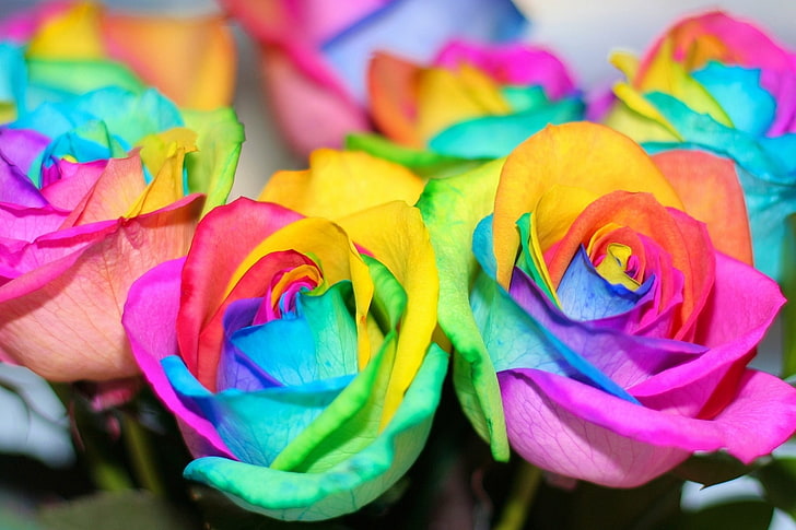 multicolored petaled flowers, flowers, roses, rainbow, colorful, HD wallpaper