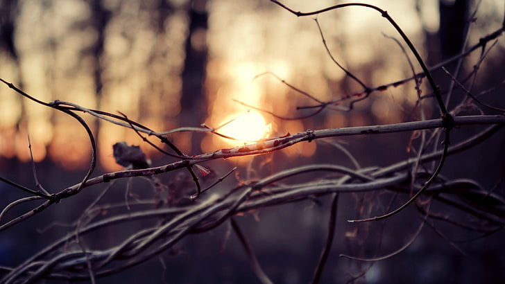 braune Baumzweige, Natur, Zweige, Sonnenlicht, Schärfentiefe, HD-Hintergrundbild
