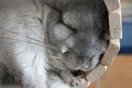 conejo gris, chinchilla, dormir, mentir, esponjoso, Fondo de pantalla HD HD wallpaper