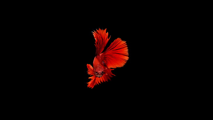 hewan, ikan, latar belakang sederhana, merah, Wallpaper HD