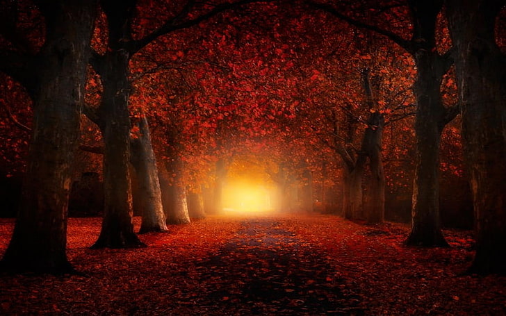 têxtil floral vermelho e preto, natureza, paisagem, outono, atmosfera, folhas, caminho, árvores, névoa, luz do dia, estrada, vermelho, túnel, HD papel de parede