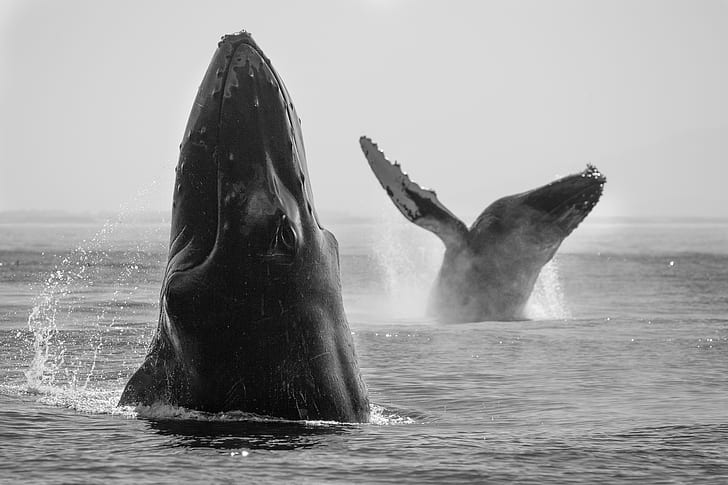 สัตว์, ปลาวาฬ, ขาวดำ, วาฬหลังค่อม, ชีวิตในทะเล, วอลล์เปเปอร์ HD
