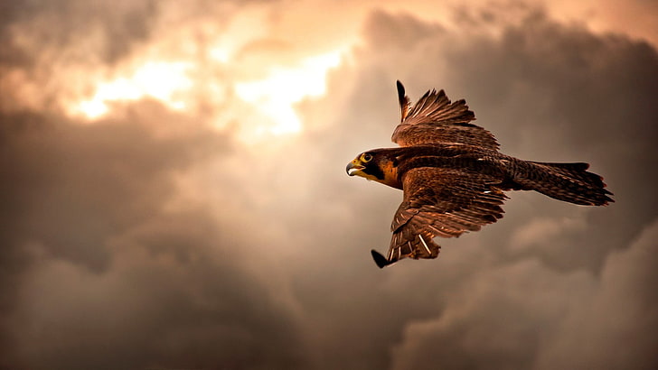 brown falcon, bird of prey, animals, hawks, birds, HD wallpaper