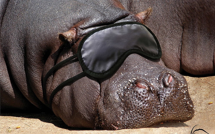 animals, blindfolds, hippopotamus, HD wallpaper