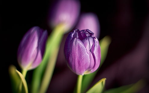 Flores roxas, tulipas, primavera, Roxo, Flores, tulipas, primavera, HD papel de parede HD wallpaper