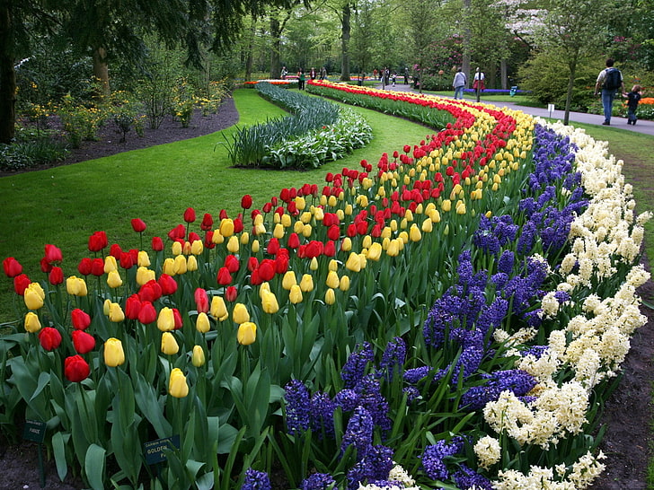 tulipes et jacinthes de couleurs assorties, tulipes, jacinthes, fleurs, parterre de fleurs, parc, allée, Fond d'écran HD