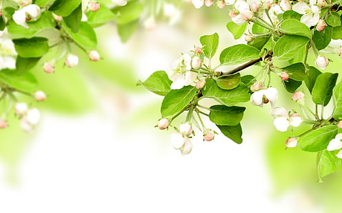 зелено-белый лепестковый цветок, природа, HD обои HD wallpaper