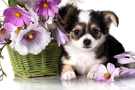 цвете, кученце, чихуахуа, куче, животно, HD тапет HD wallpaper