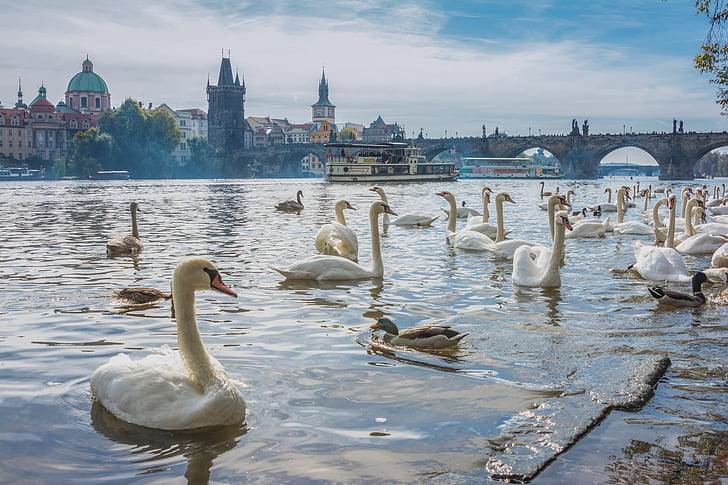 birds, bridge, river, duck, Prague, Czech Republic, swans, Vltava River, The Vltava River, HD wallpaper