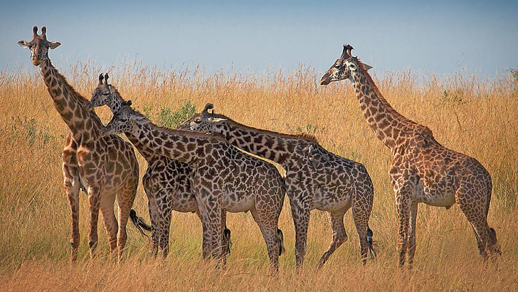 Жирафни животински африкански бозайници от Савана в Кения и Танзания 4k Ultra Hd Tv Wallpaper за настолен лаптоп таблет и мобилни телефони 3840 × 2160, HD тапет