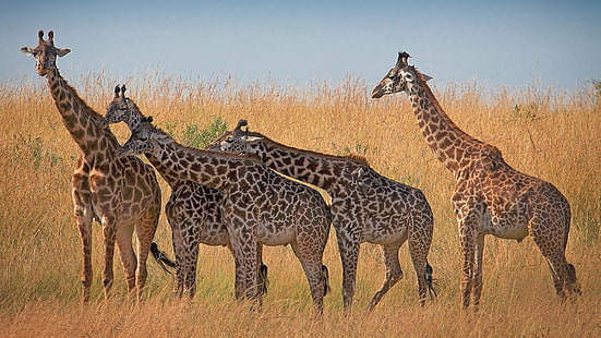 Girafe Animal Mammifères africains de la savane au Kenya et en Tanzanie 4k Ultra Hd Tv Wallpaper pour ordinateur portable de bureau et téléphones portables 3840 × 2160, Fond d'écran HD HD wallpaper