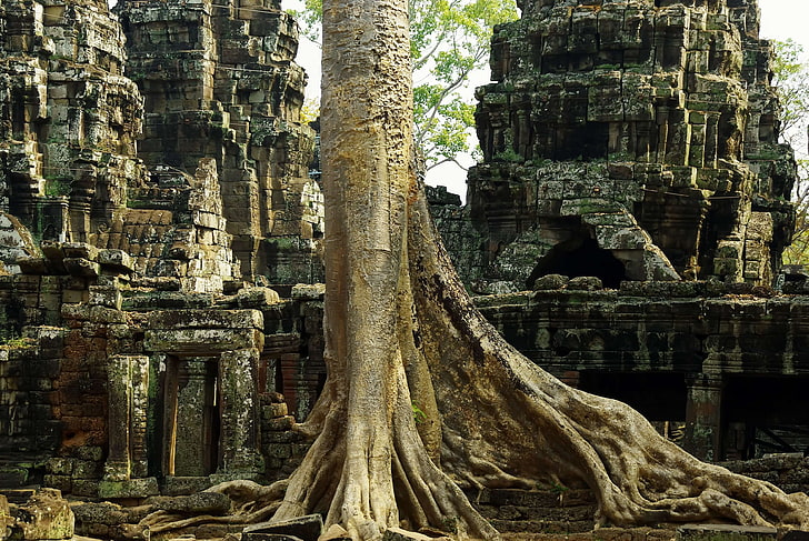 angkor, archaeology, banyan, cambodia, encroachment, ruins, strangler, temple, worship, your prey, HD wallpaper