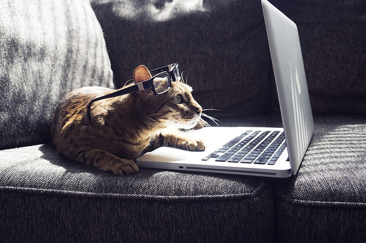 Кошки, Кошка, Очки, Ноутбук, Домашнее животное, HD обои