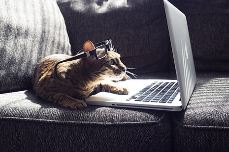 القطط ، القط ، النظارات ، الكمبيوتر المحمول ، الحيوانات الأليفة، خلفية HD HD wallpaper