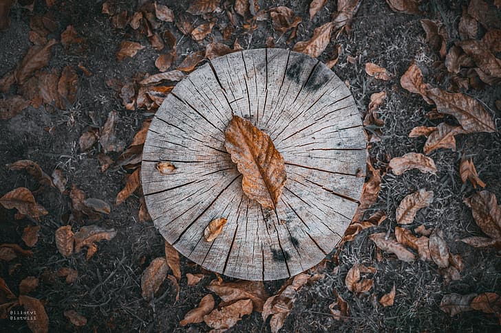abstract, forest, nature, wood, texture, art, autumn, pattern, old, tree, orange, wooden, ring, timber, time, paper, clock, trunk, circle, rings, cut, natural, bark, stump, log, HD wallpaper