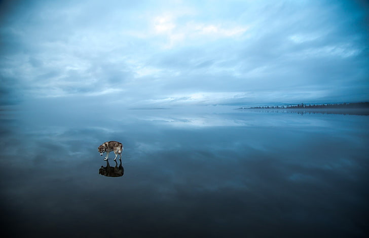 brauner und grauer Hund, der auf Tapete des Gewässers 3D, Tiere, Hund, Siberian Husky, See, gefrorener See, Landschaft, Winter, Schnee, Bäume steht, HD-Hintergrundbild