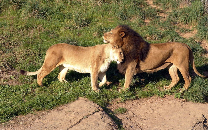 Leões apaixonados, leão marrom e leoa, gatos, leões, grandes felinos, animais, amor, HD papel de parede