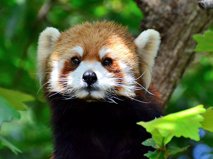 Червена панда на дърво през деня, кинта, червена панда, червена панда, кинта, Червена панда, Кинта, Жена, зоопарк Ногеяма, дърво, през деня, Йокохама, Ниши-Ку, животно, животни, зоопарк Ногеяма, бозайници, レ ッ サ, червено -Panda, Lesser-Panda, Firefox, Cute, Lovely, Endangered-Species, panda - Животно, дива природа, природа, гора, мечка, HD тапет