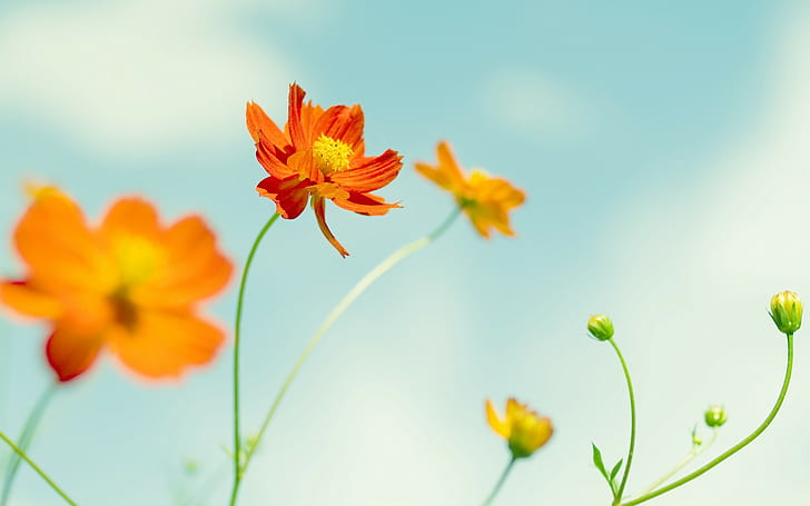 flowers, yellow, orange, sky, green, Cosmos (flower), orange flowers, plants, HD wallpaper