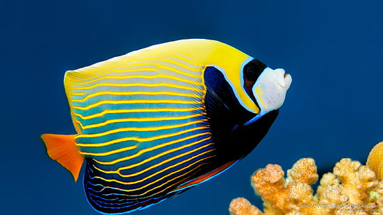 Pez ángel emperador, la Gran Barrera de Coral, Australia, Ocean Life, Fondo de pantalla HD HD wallpaper