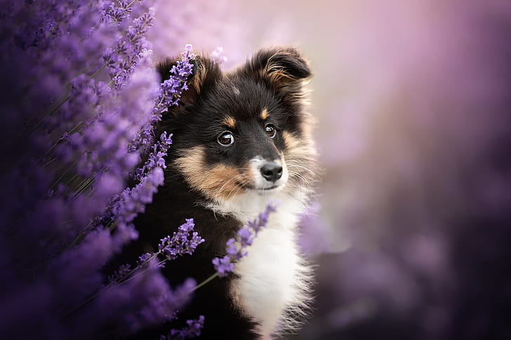 개, 강아지, 아기 동물, 개, 애완 동물, 보라색 꽃, HD 배경 화면