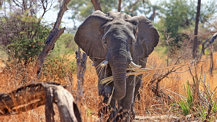Foto gajah, gajah, alam, hewan, Afrika, Wallpaper HD