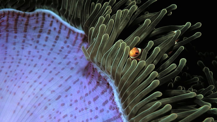sea anemones, fish, clownfish, underwater, HD wallpaper