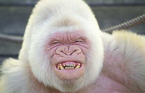 Маймуни, горила, албинос, HD тапет HD wallpaper