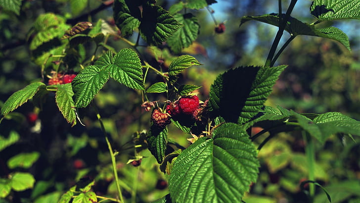 raspberries, plants, fruit, leaves, summer, HD wallpaper
