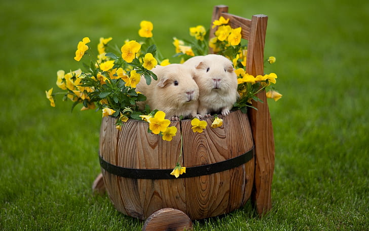 สุขสันต์วันอีสเตอร์กระต่ายกระต่ายกระต่ายอีสเตอร์ภูมิทัศน์, วอลล์เปเปอร์ HD