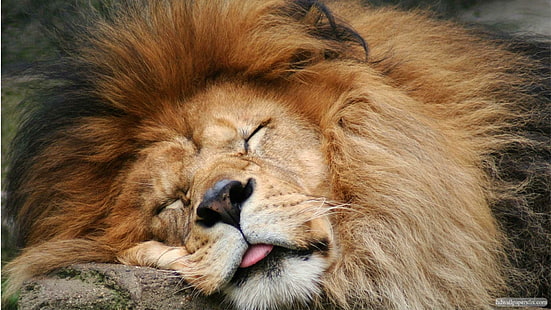 眠っているライオン、眠っているライオン、眠っている、野生、ライオン、動物、 HDデスクトップの壁紙 HD wallpaper